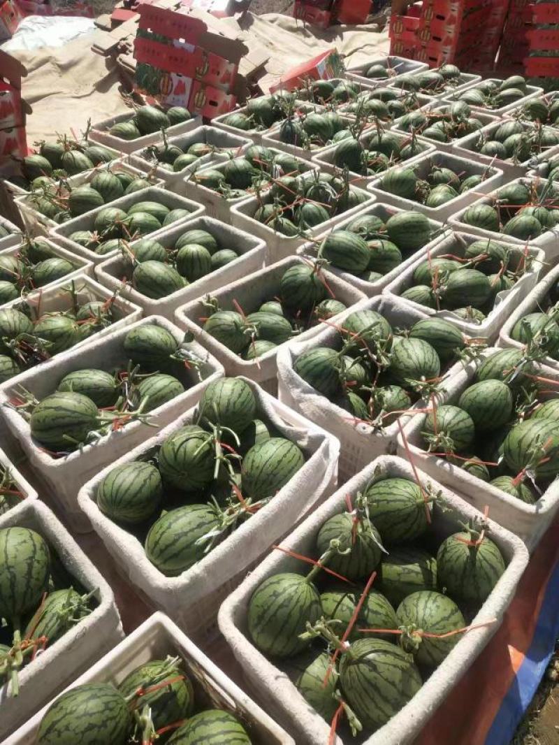 【实力商家】全美2k精品西瓜大量供应代发全国甜度高