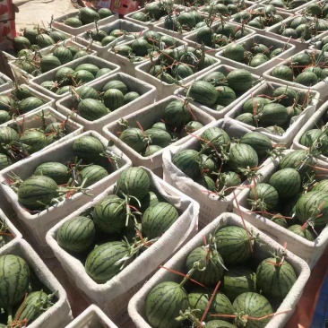 【实力商家】全美2k精品西瓜大量供应代发全国甜度高