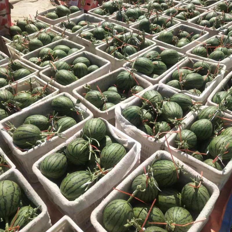 【实力商家】全美2k精品西瓜大量供应代发全国甜度高