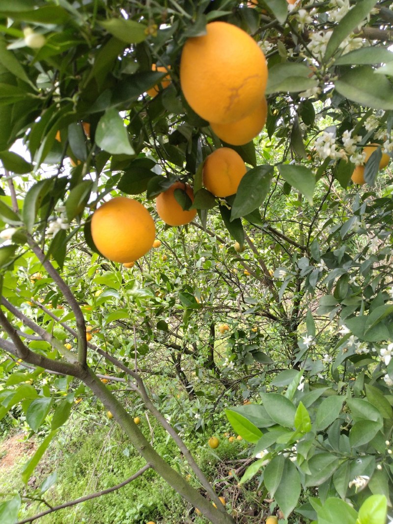 广西桂林恭城夏橙