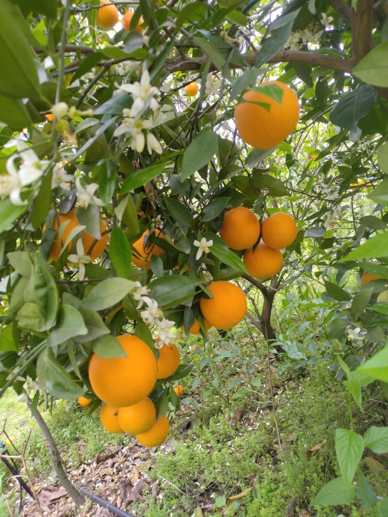 广西桂林恭城夏橙