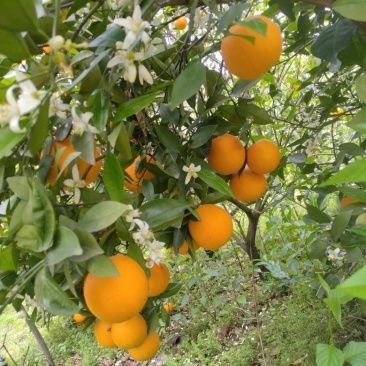 广西桂林恭城夏橙