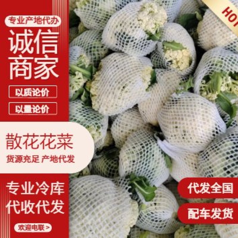 1河南精品有机花大量上市中产地直供全国发货
