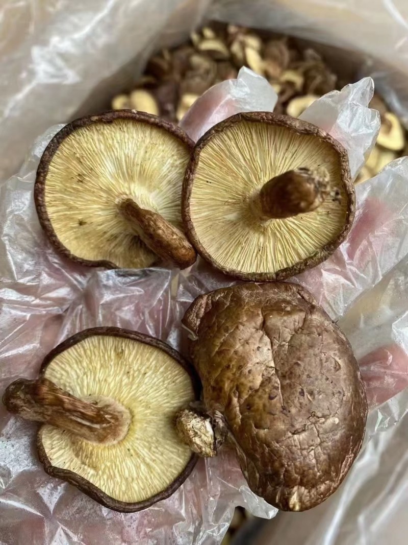 河源特产新货香菇干货薄菇颜色好，大量批发