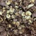 河源特产新货香菇干货薄菇颜色好，大量批发