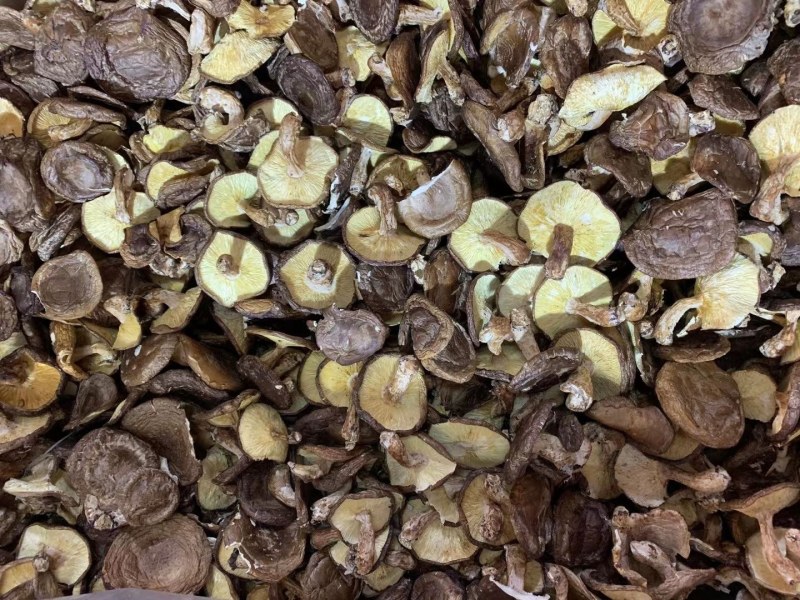 河源特产新货香菇干货薄菇颜色好，大量批发