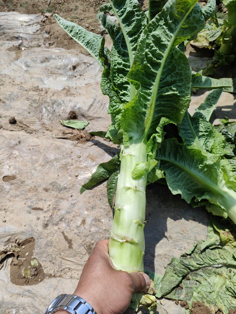 开封尖叶莴笋产地一手货源，支持全国发货。万亩蔬菜大基地。