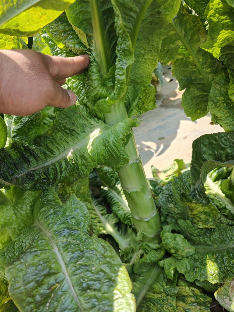 开封尖叶莴笋产地一手货源，支持全国发货。万亩蔬菜大基地。