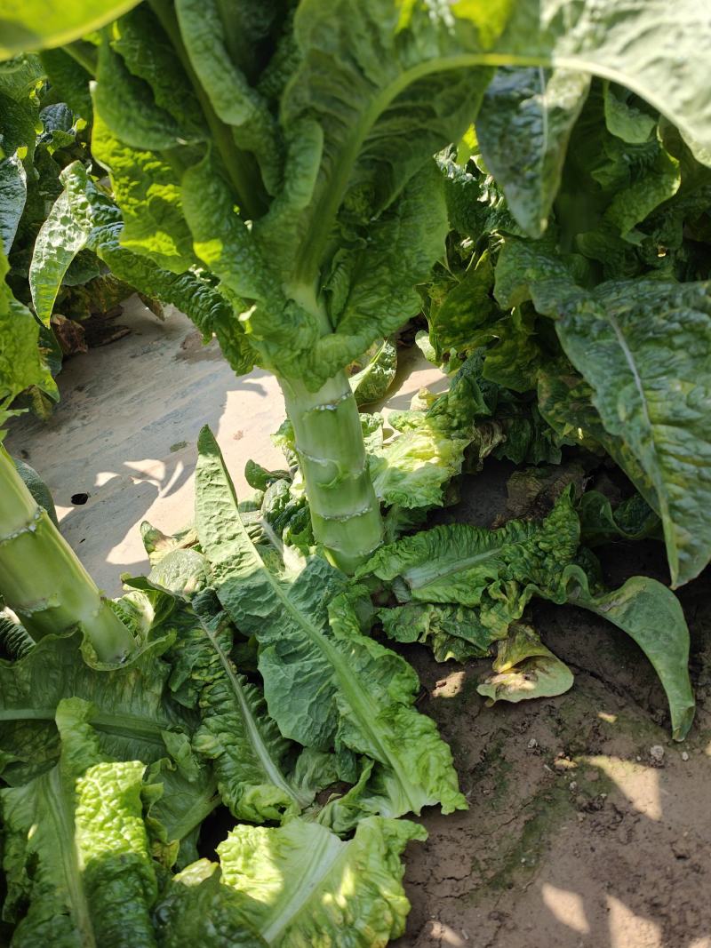 开封尖叶莴笋产地一手货源，支持全国发货。万亩蔬菜大基地。