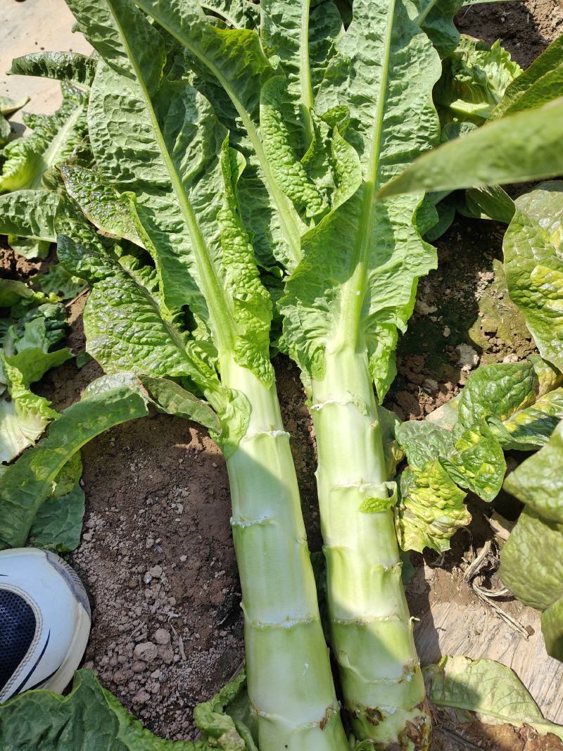 开封尖叶莴笋产地一手货源，支持全国发货。万亩蔬菜大基地。