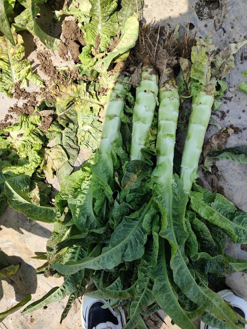 开封尖叶莴笋产地一手货源，支持全国发货。万亩蔬菜大基地。