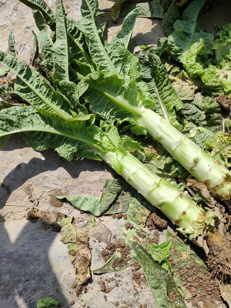 开封尖叶莴笋产地一手货源，支持全国发货。万亩蔬菜大基地。