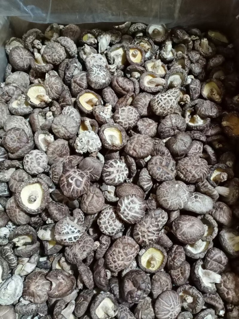 河源椴木香菇，花菇，冬菇薄菇大量批发零售优惠