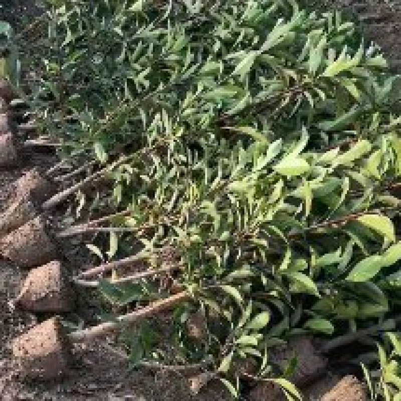八月桂，精品八月桂地径2一20公分大量供应，全国包邮