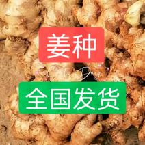 湖北大黄姜姜种，品种齐全保质保量，全国发货，
