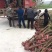 八月桂，精品八月桂地径2一20公分大量供应，全国包邮