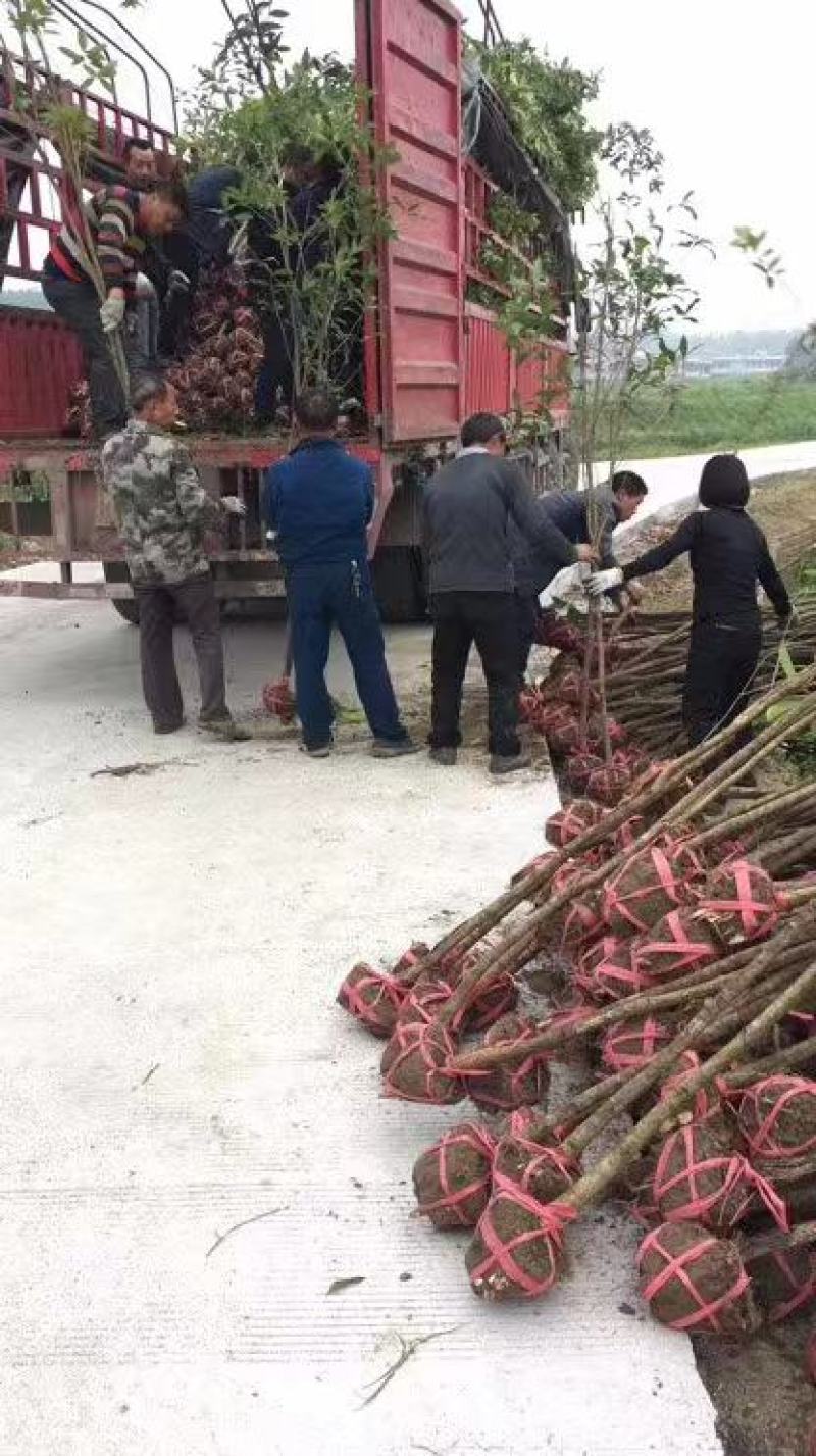 八月桂，精品八月桂地径2一20公分大量供应，全国包邮