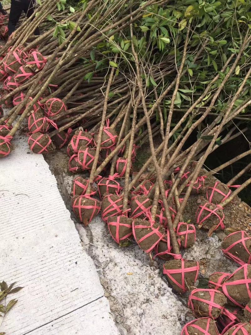 八月桂，精品八月桂地径2一20公分大量供应，全国包邮