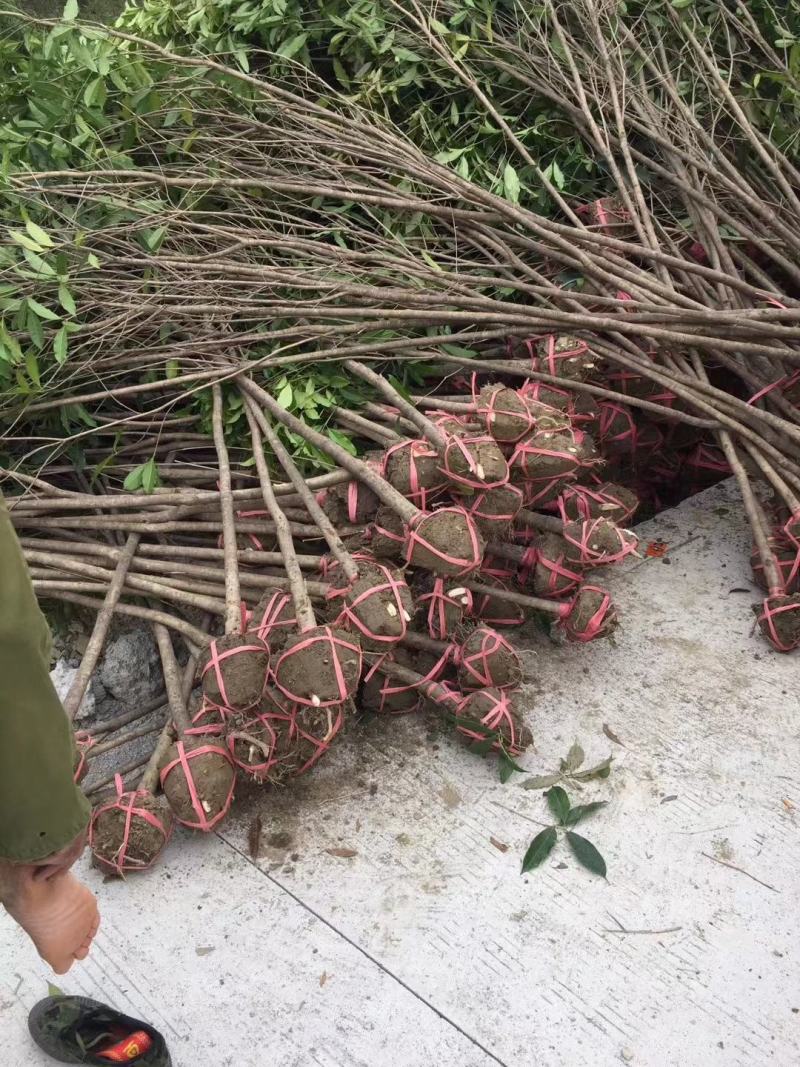 八月桂，精品八月桂地径2一20公分大量供应，全国包邮