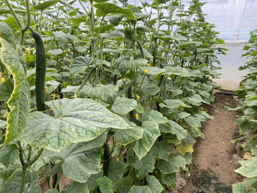 工作人员在黄瓜大棚中喷洒杀螨剂防治红蜘蛛 喷洒杀螨剂防治红蜘蛛