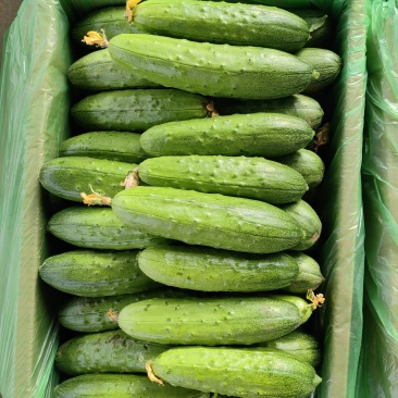 随州市塔湾旱黄瓜