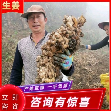 山东大黄姜种品种齐全，一手货源，保质保量，全国发货。
