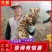 山东大黄姜种品种齐全，一手货源，保质保量，全国发货。