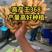 山东大黄姜种品种齐全，一手货源，保质保量，全国发货。