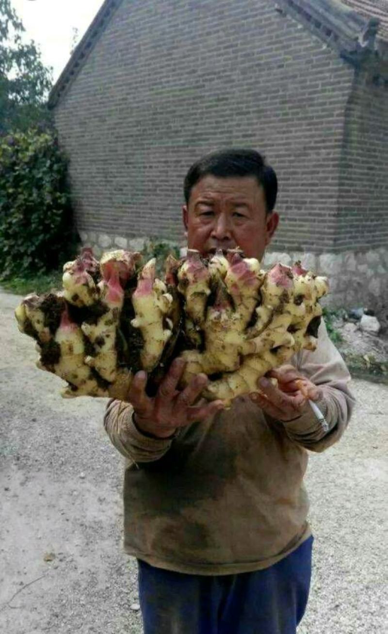 山东大黄姜种品种齐全，一手货源，保质保量，全国发货。