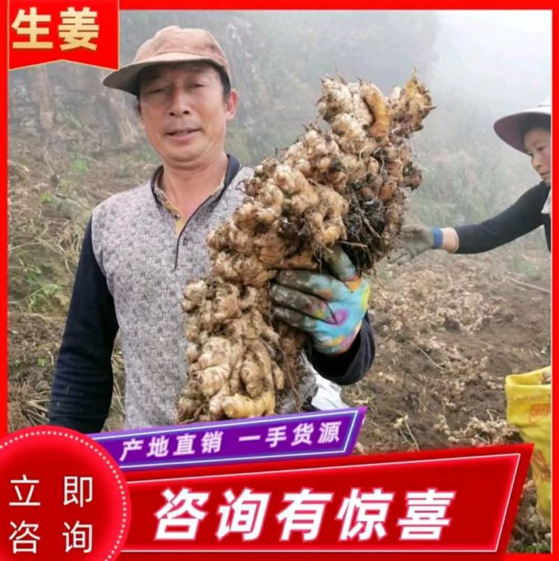 山东大黄姜种品种齐全，一手货源，保质保量，全国发货。