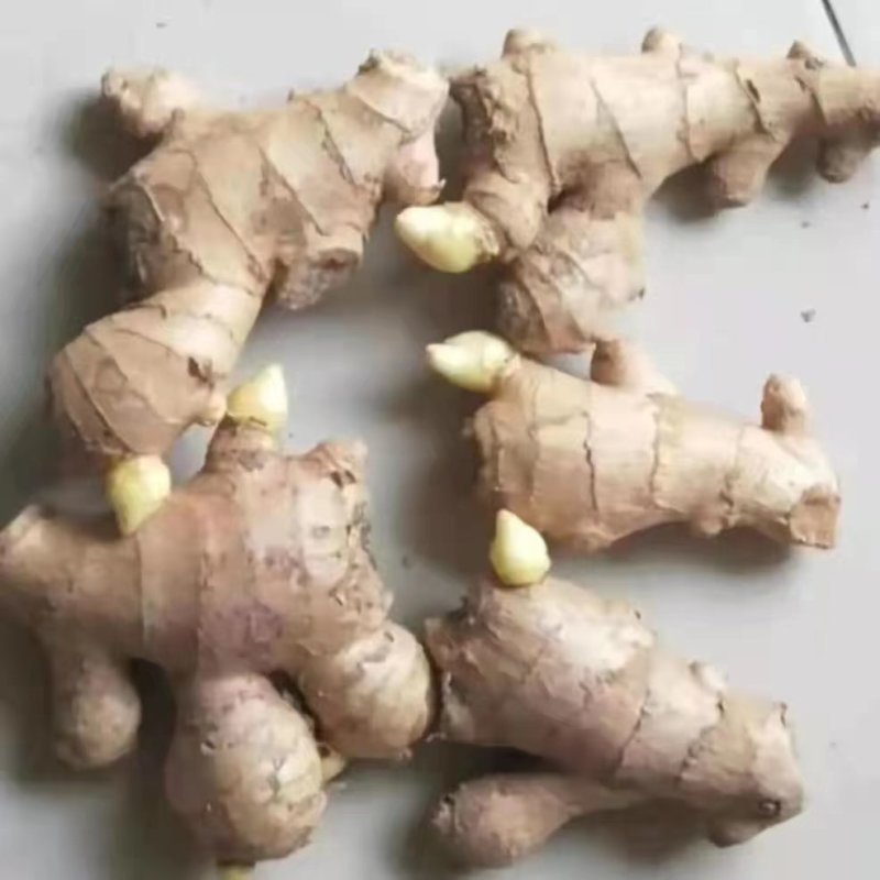 山东大黄姜种品种齐全，一手货源，保质保量，全国发货。