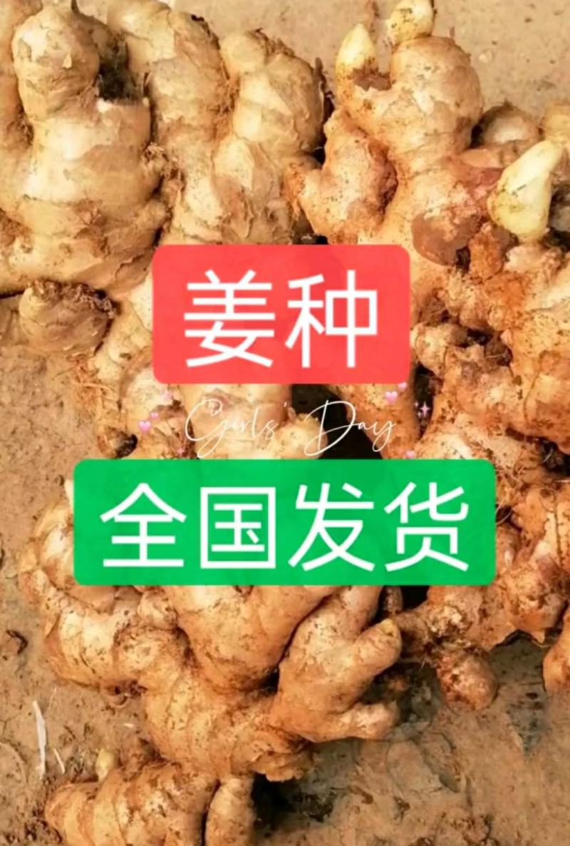 山东大黄姜种品种齐全，一手货源，保质保量，全国发货。