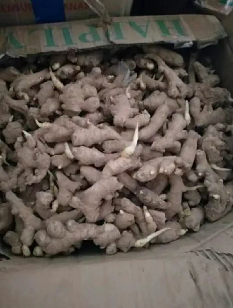 山东大黄姜种品种齐全，一手货源，保质保量，全国发货。