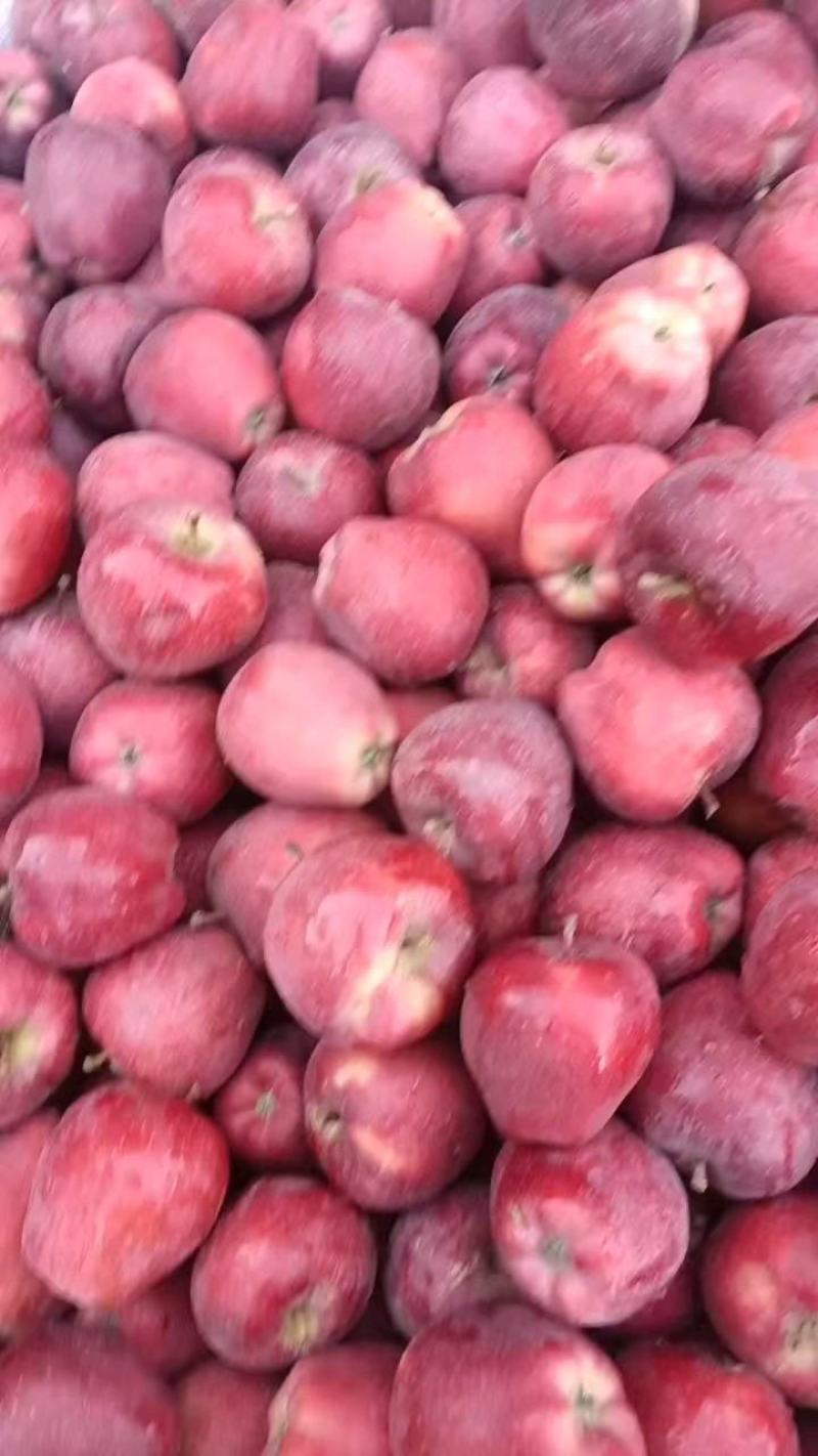（花牛高捡苹果）次果每年摆摊拖板车赶集客户积极采购
