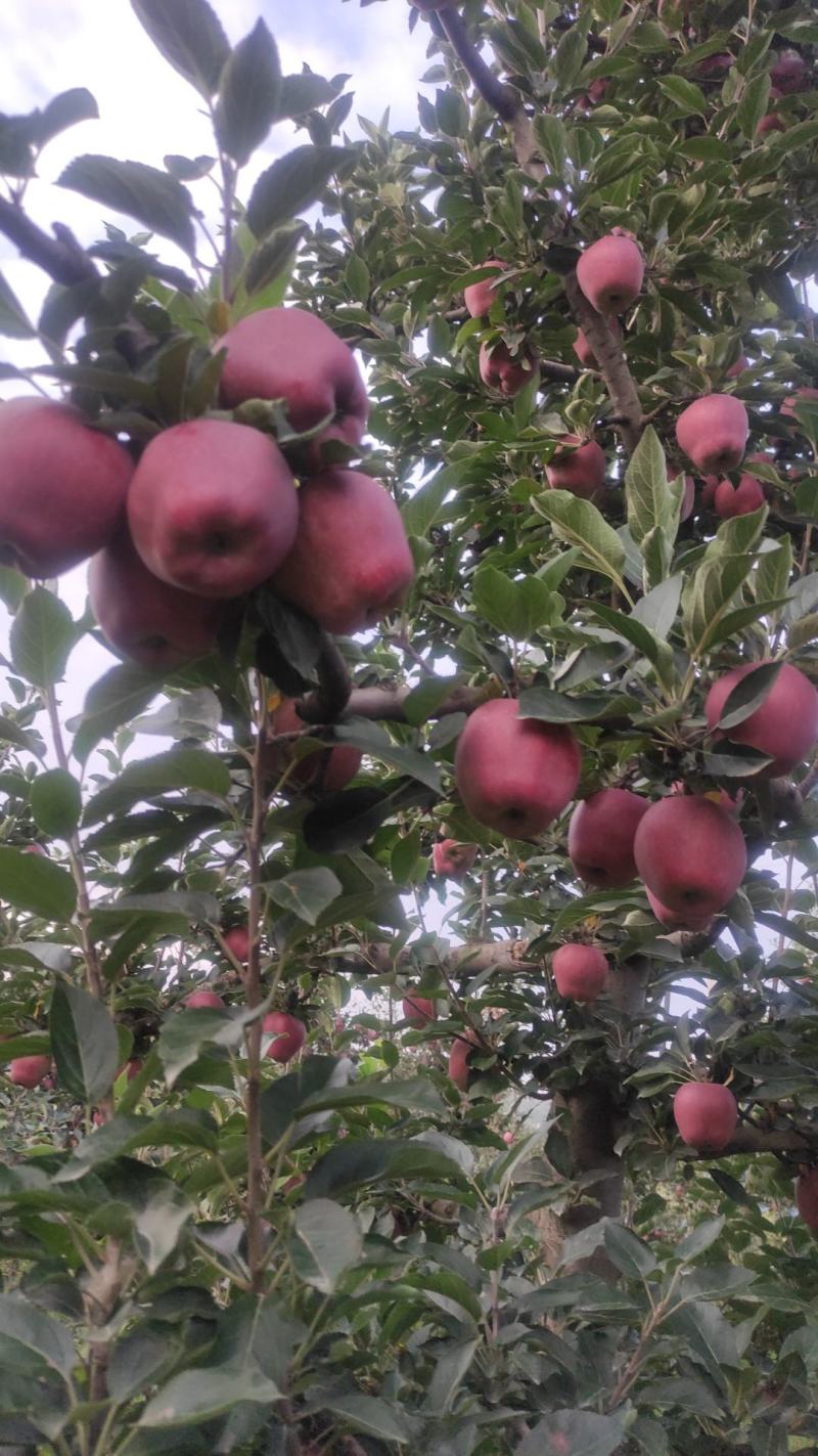 （花牛高捡苹果）次果每年摆摊拖板车赶集客户积极采购