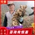 湖南小黄姜种子种品种齐全。一手货源，保质保量，全国发货。