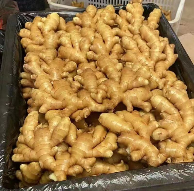 湖南小黄姜种子种品种齐全。一手货源，保质保量，全国发货。