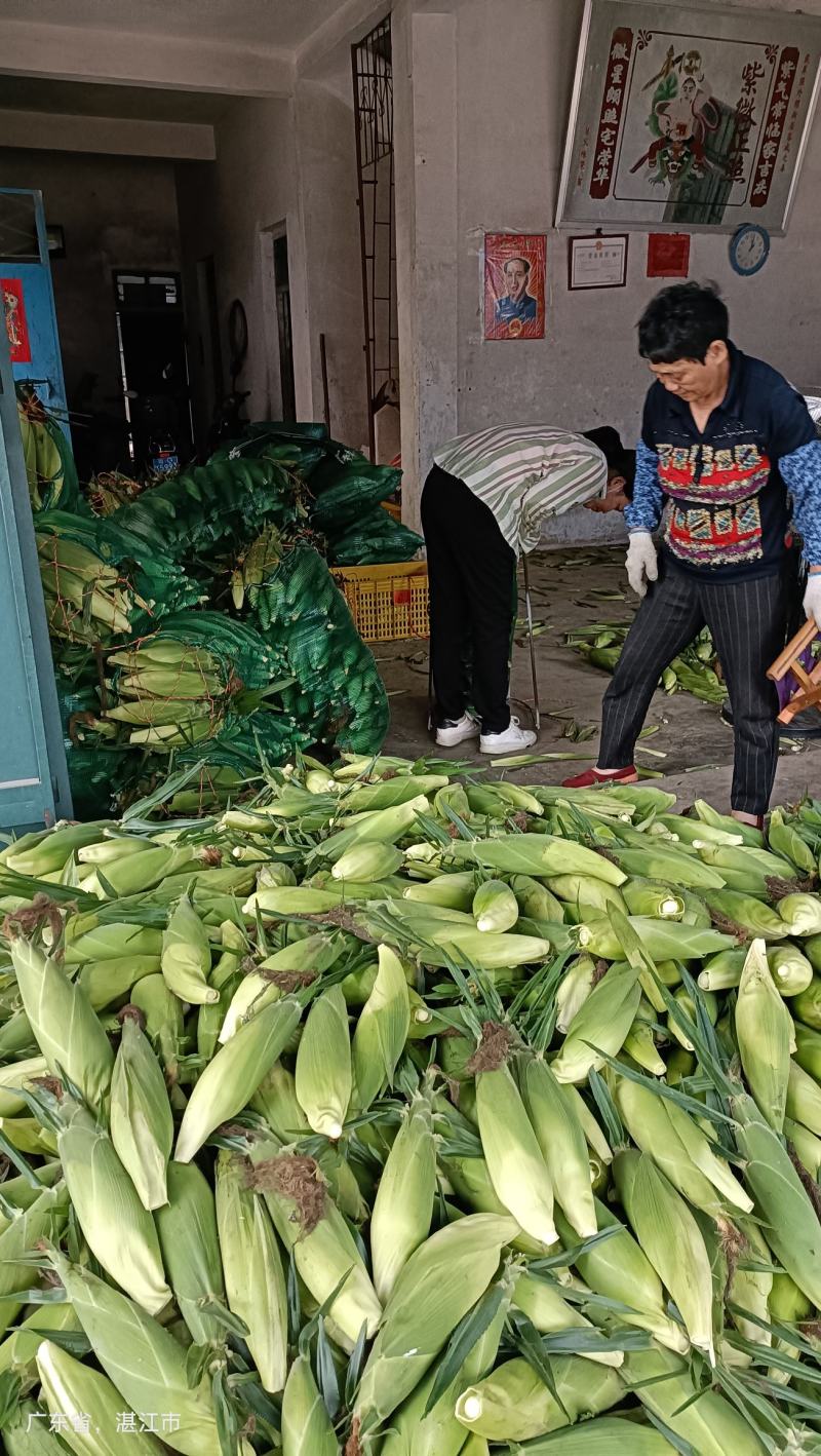 湛江超标太阳花市场工厂货大量上市产地代办地头装货市场收购