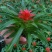 红运当头，加一品红