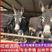 改良肉驴肉驴苗活体成年育肥驴养殖场宠物小毛驴价格