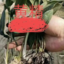 黄精种苗