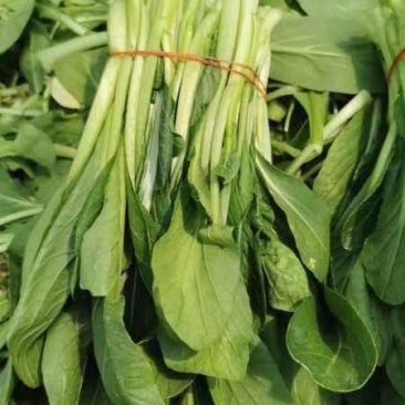 精品广东菜心