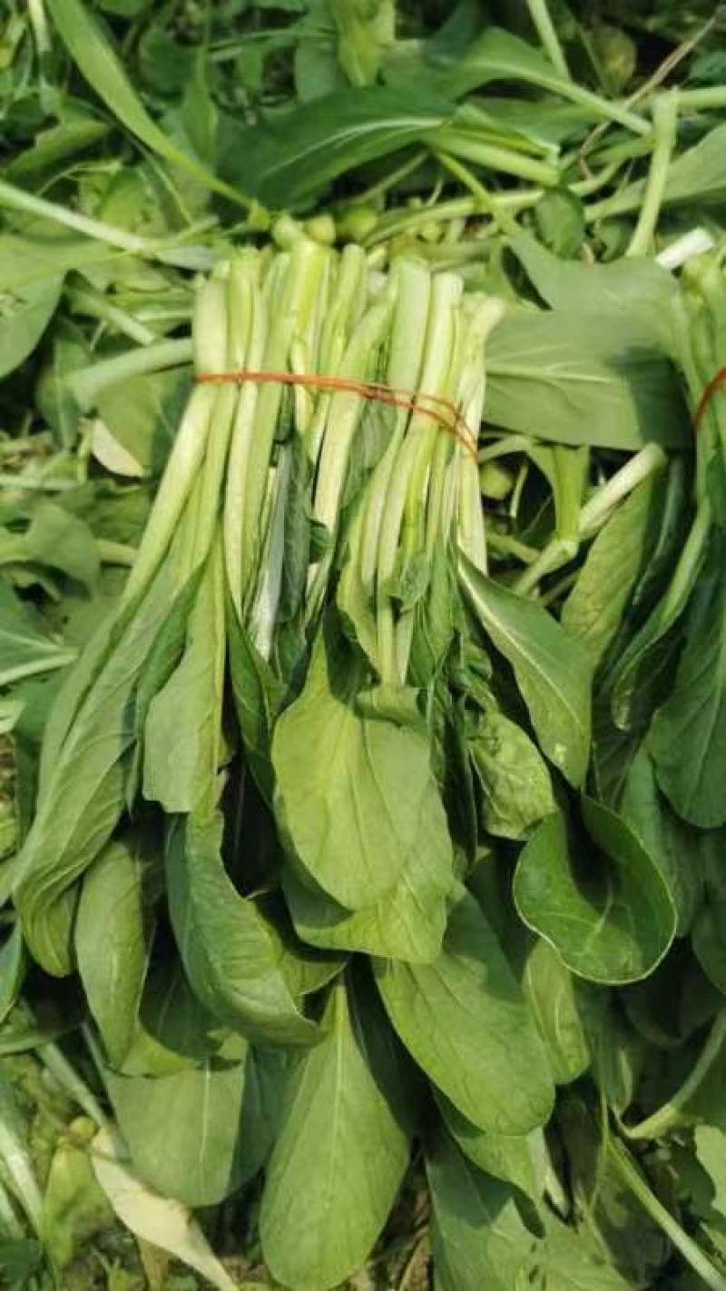 精品广东菜心