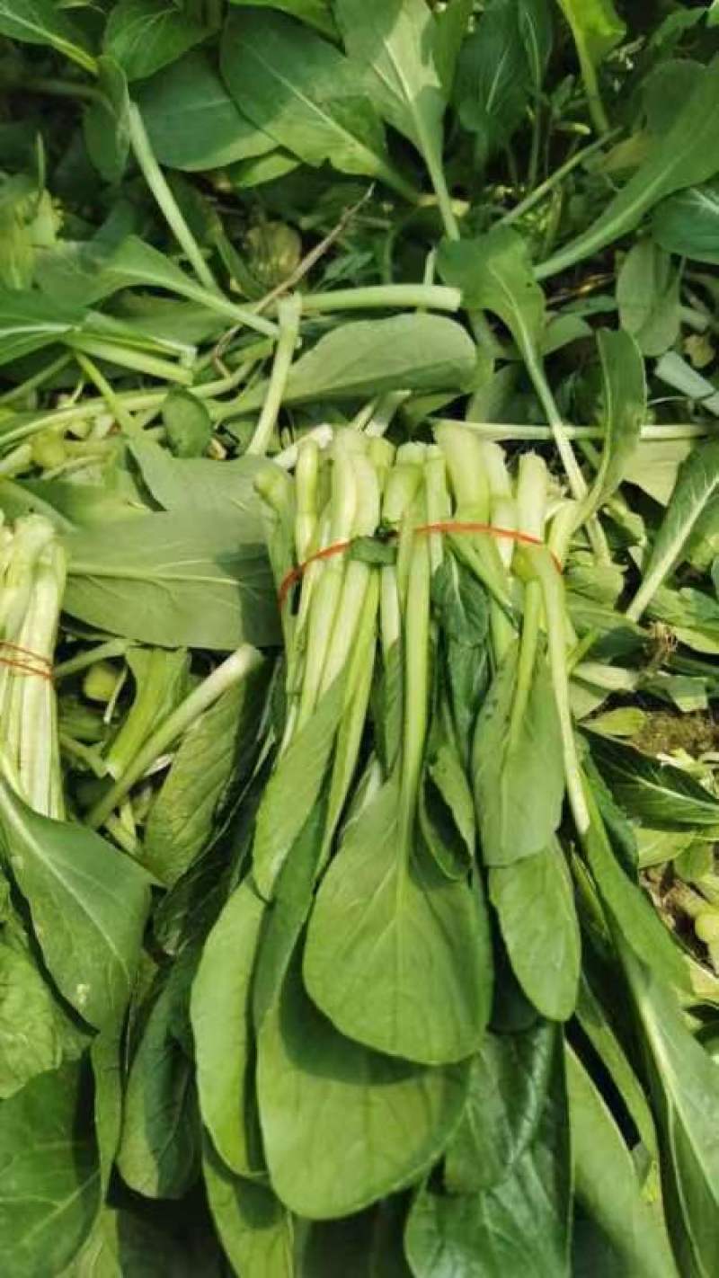 精品广东菜心