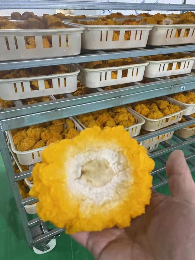金耳