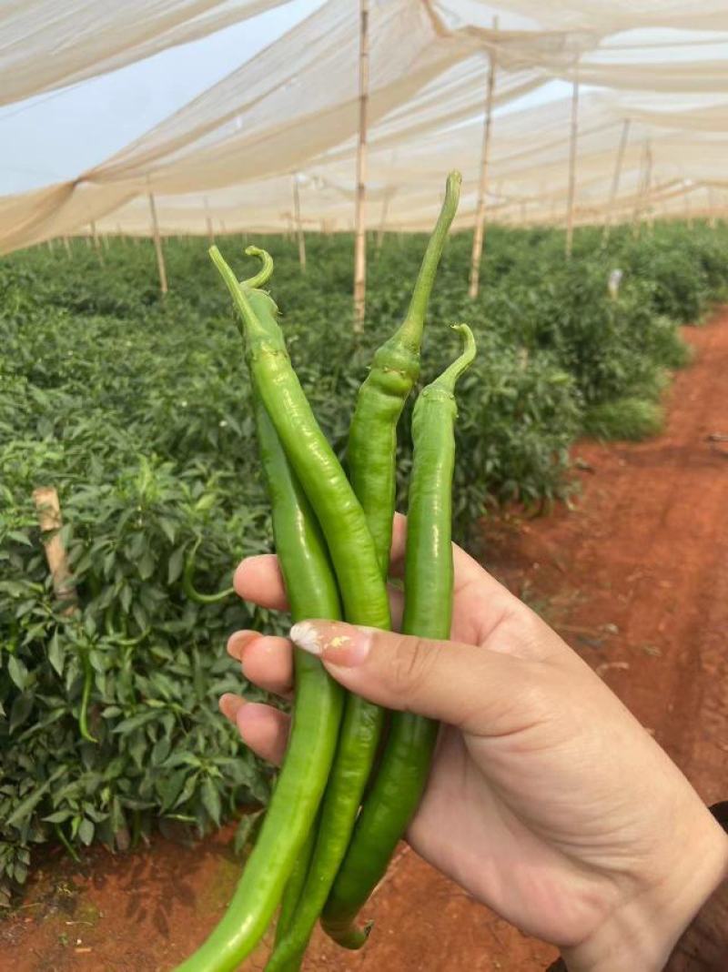 大量供应电商青线椒，3号8号，天天有货，价格毛毛钱