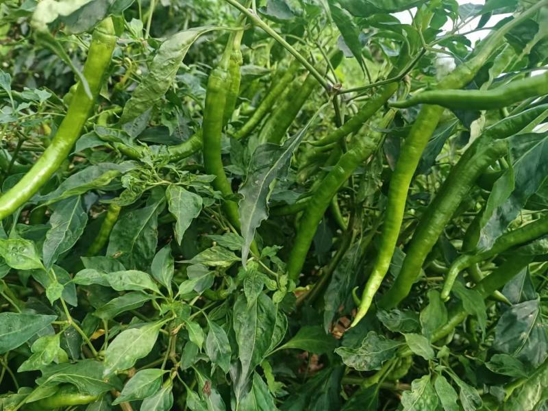 大量供应电商青线椒，3号8号，天天有货，价格毛毛钱