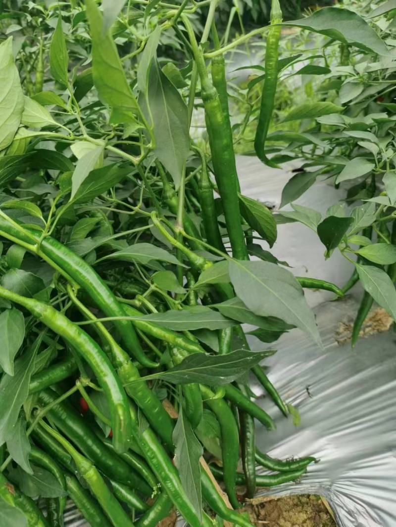 大量供应电商青线椒，3号8号，天天有货，价格毛毛钱