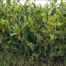 低价出售各种规格油茶苗！湘林210，长林53号等系列