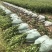 低价出售各种规格油茶苗！湘林210，长林53号等系列